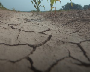 PROGLAŠENA PRIRODNA NEPOGODA Suša za područje gradova Lipika i Pakraca