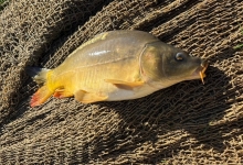 TRŽNICA PAKRAC Prodaja ribe nastavlja se i ovog četvrtka