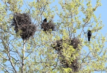 GRAD PAKRAC U ponedjeljak 15. prosinca uklanjanje gnijezda vrana