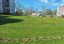 Mirisni labirint cvate i odlično je očuvan, neka tako i ostane!