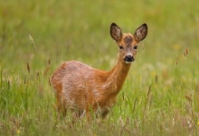 HRVATSKI DOM Što imaju zajedničko Bambi, Marina Orsag i Davor Rastuhar?