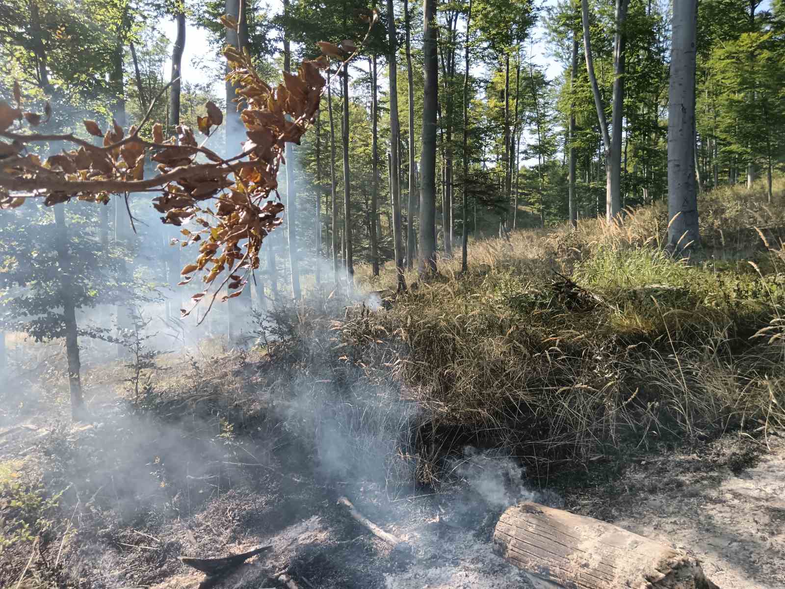 2 LOKALNA POŽARA Pakračku šumu gasilo preko 20 ljudi, u Lipiku šteta oko 20 000 eura