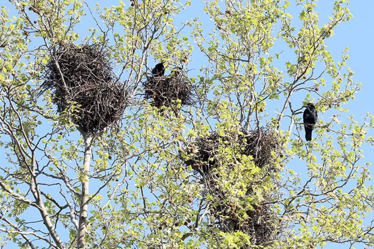 gnijezdo vrane
