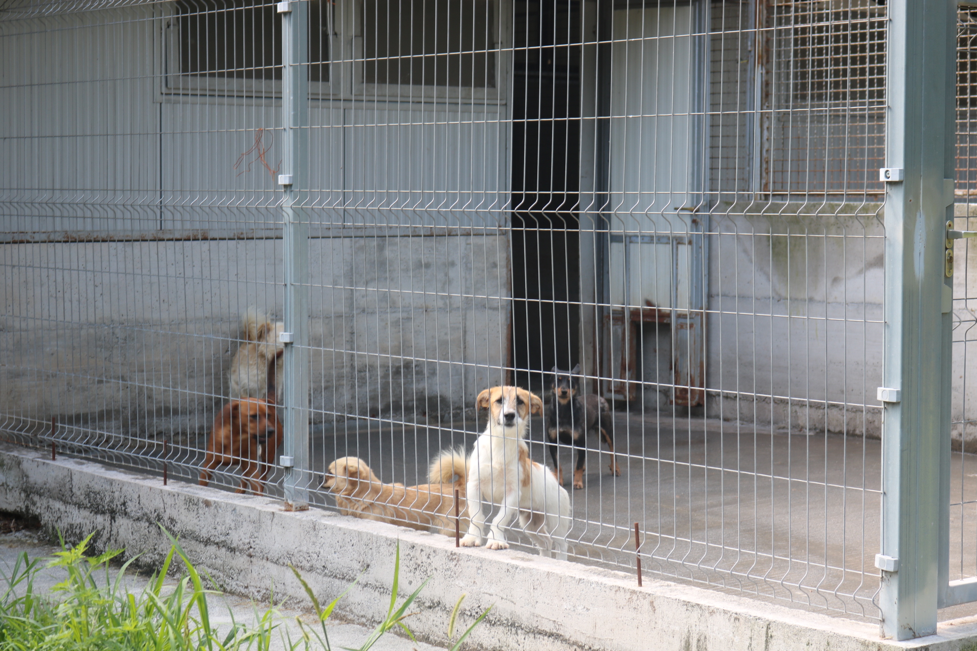 psi u azilu