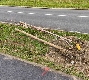 drvece bolnicka vandalizam