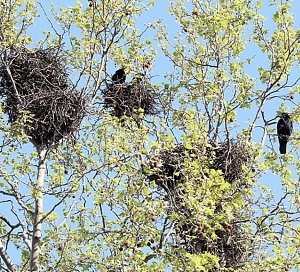 gnijezdo vrane