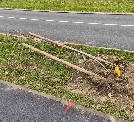 drvece bolnicka vandalizam