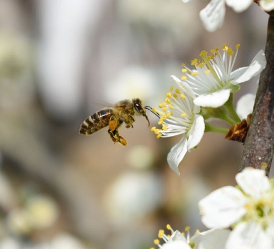 closeup shot bee beautiful cherry blossoms
