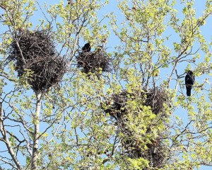 GRAD PAKRAC U ponedjeljak 15. prosinca uklanjanje gnijezda vrana