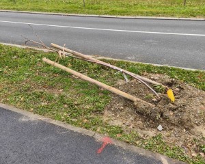 NEKIMA STVARNO SMETAJU POSAĐENA STABLA Nastavak uništavanja gradske imovine