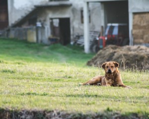 Upozorenje vlasnicima pasa o obvezi držanja životinja pod nadzorom, kazne i do 1000 eura