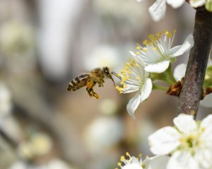 PČELARI APELIRAJU! Spriječimo trovanje pčela, obavijestite nas prije prskanja!